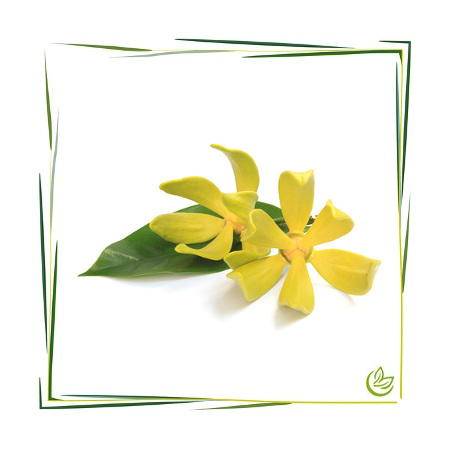 Ätherisches Ylang Ylangöl I BIO